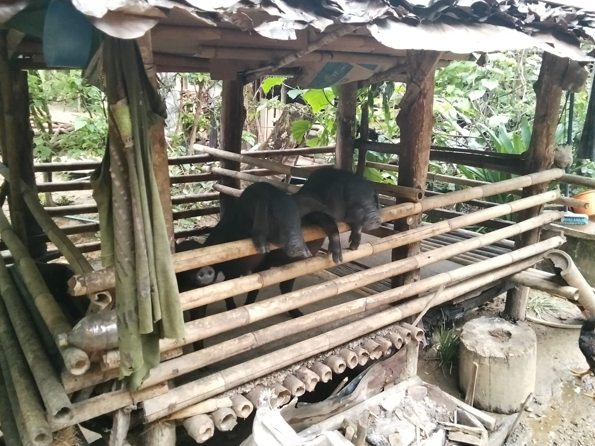 Pigs in a timber pen, part of everyday village life.