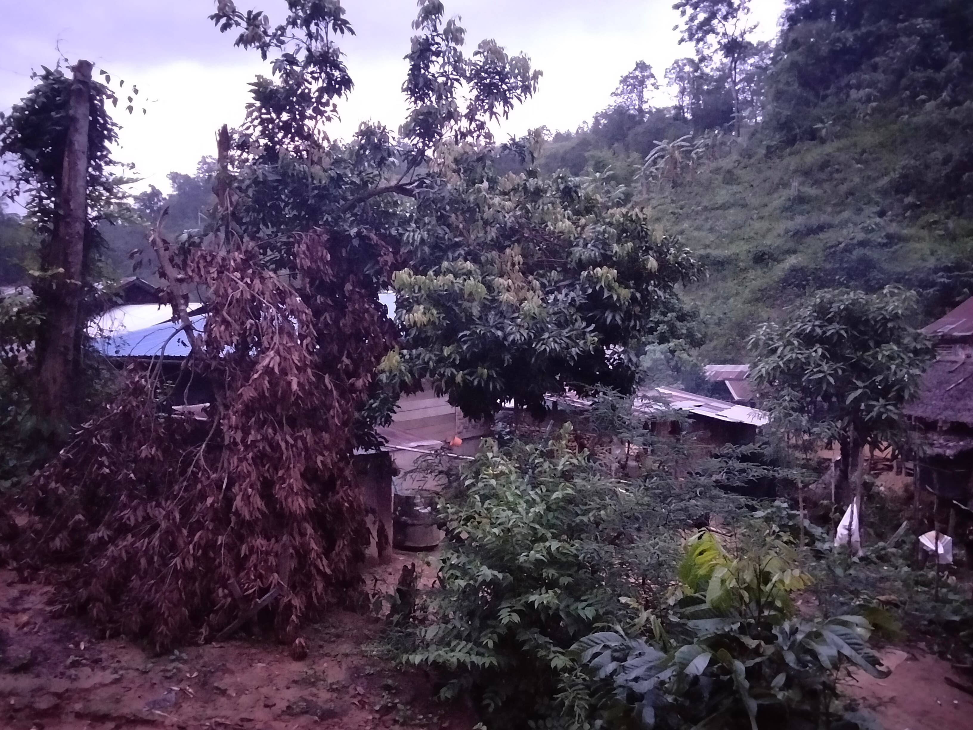 Tin and bamboo rooftops of the village nestled among the trees as dusk settles over the hills.