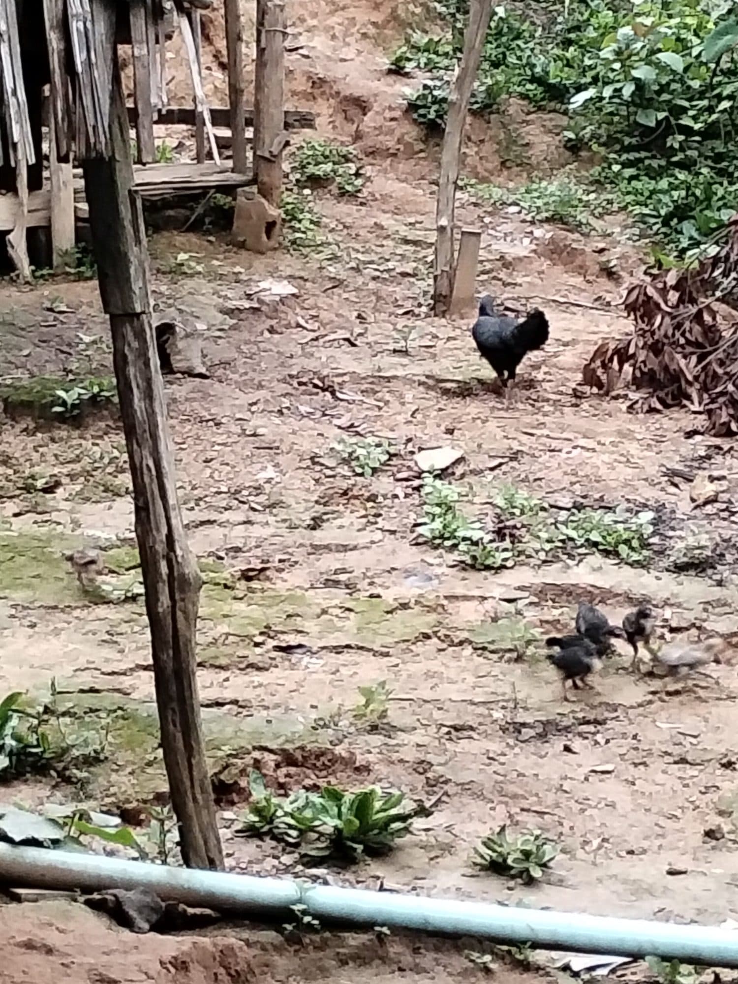 A hen and chicks foraging by a garden plot beside the bamboo homes.