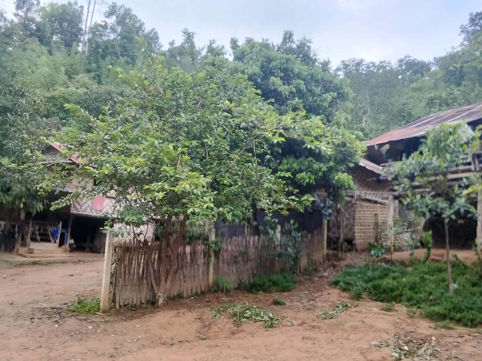 Bamboo and timber stilt houses set among the trees.