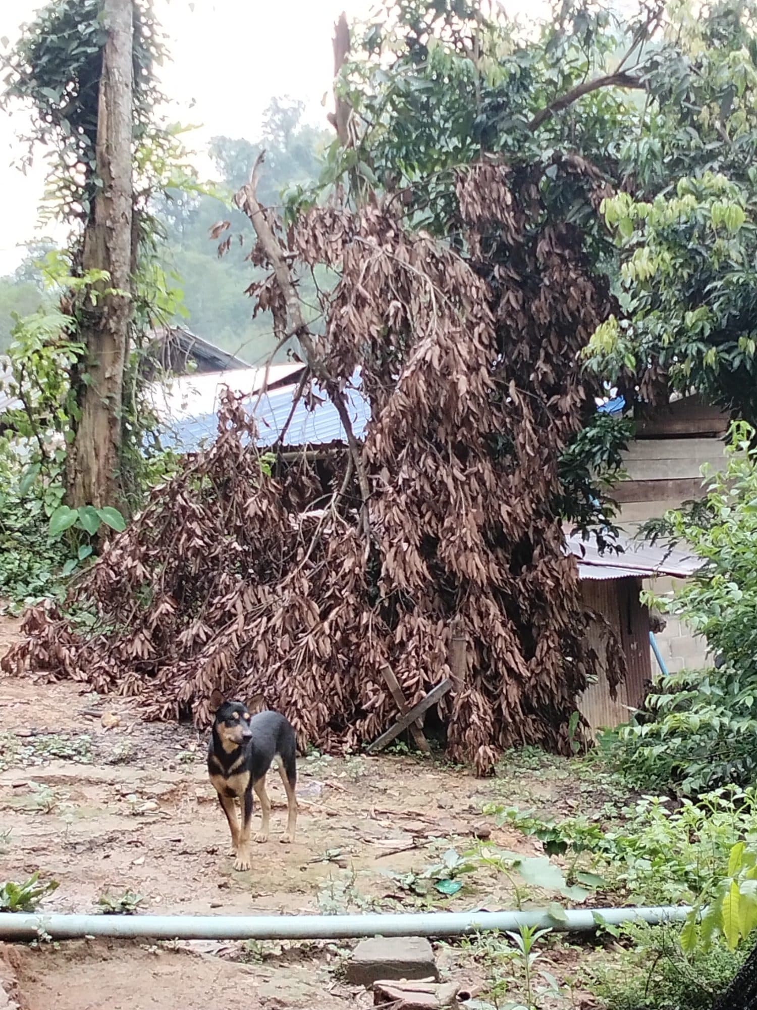 Firewood stacked beneath a stilt house, fuel for the kitchen fire.