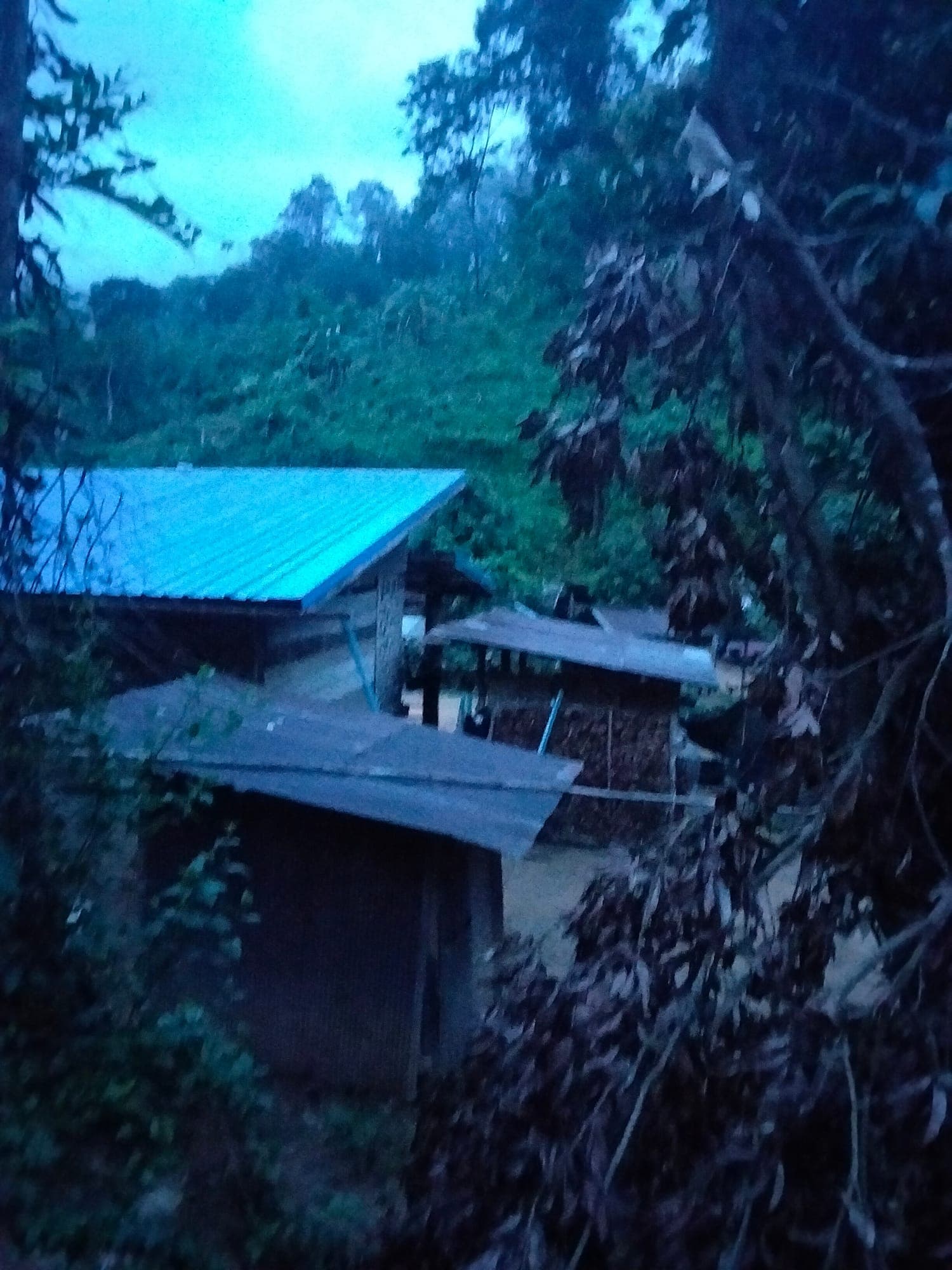 Blue tin rooftops half hidden in the forest at first light.