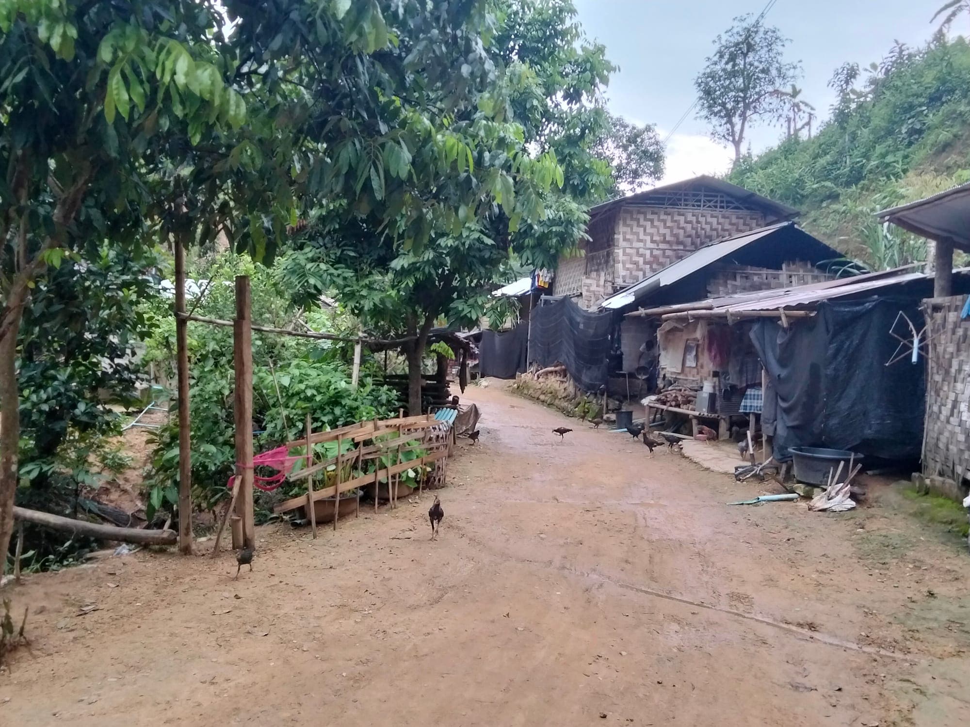 A muddy lane winding between bamboo homes, with chickens wandering under the trees.